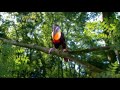 In The Night Garden Toucan Song 2007 In The Night Garden Toucan Song 2007