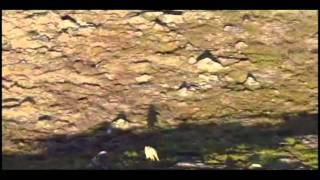 the-gioi-muon-loai-cuoc-chien-sinh-ton.avi
