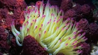 2017 HD Documentary On Coral - The Future of the Great Barrier Reef Bleached or Bright