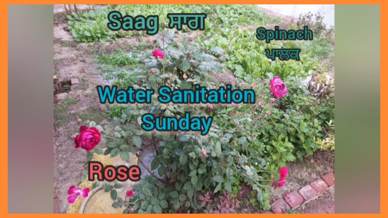 Today Water Sanitation Sunday Flowers Saag Waheguru ji YouTube