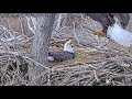 Dulles Greenway Eagle Cam - Shift Change, With a Stalk (short)