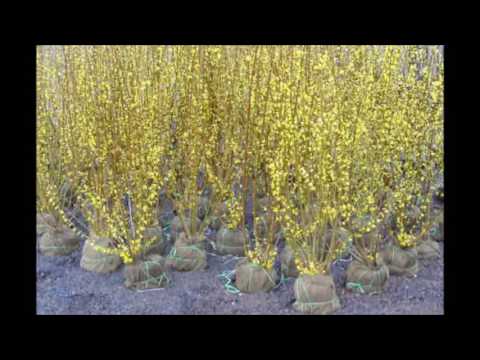 Βίντεο: Κοινές ποικιλίες Forsythia - Τύποι θάμνων Forsythia για το τοπίο