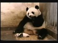 cute panda باندا ظريفة تفاجأت