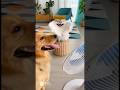 #shorts #funny #cute #cats FurRealChaosg🤣