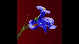 Stevie Bill - Indigo Official Audio