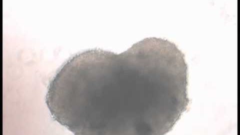 Heart-shaped Cardiomyocyte Cells