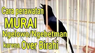 Cara Perawatan Murai Ngelowo Ngebetman karena Over Birahi