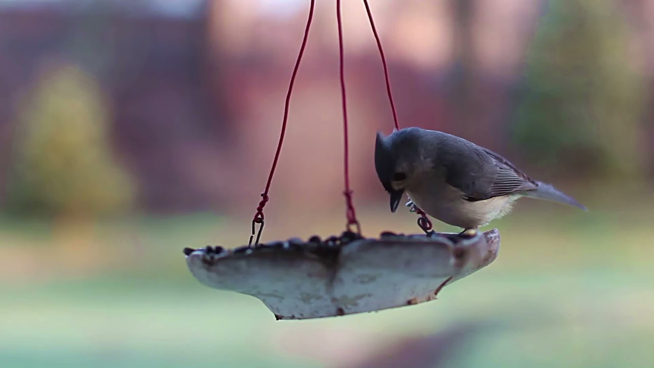 Birds at Feeder | Royalty Free HD Stock Video Footage