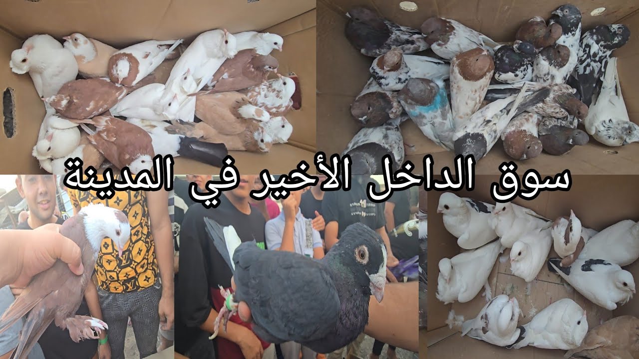 سوق الداخل الأخير انواع الحمام  واسعار مناسبة جدا  اليوم الخميس 2024/9/26