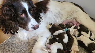 1 Week Old English Springer Spaniel Puppy's,
