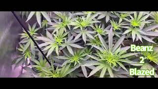 Grow Strong cup grow off!!! Defoliation and getting them ready for flower!!!@KindLEDGrowLights ￼