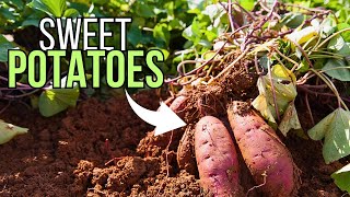 Starting Slips in Grow Bags (Giant Sweet Potatoes)