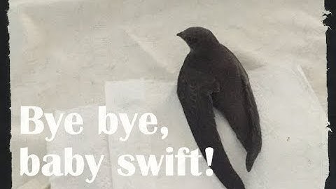 Releasing a young swift