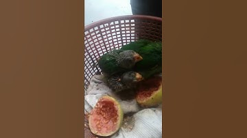 subulussalam - rimo anak burung serindit