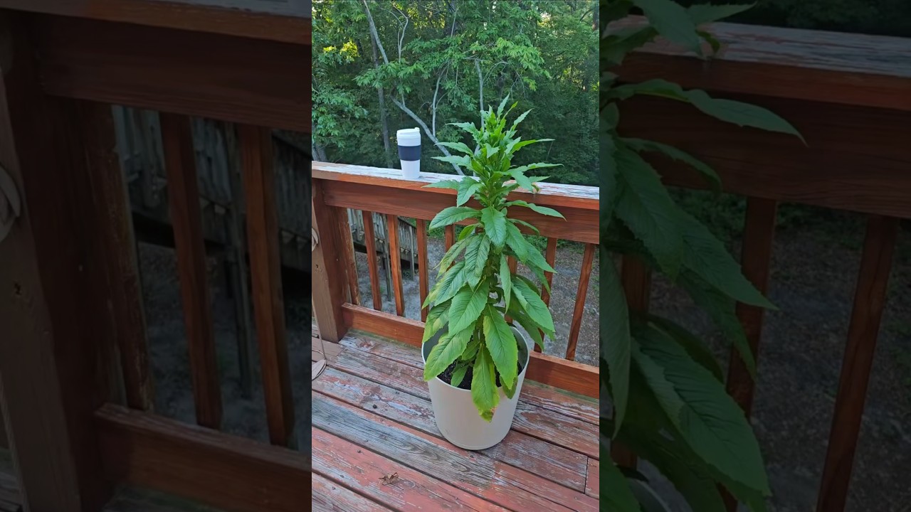 Relaxing with nature and my tea.... 