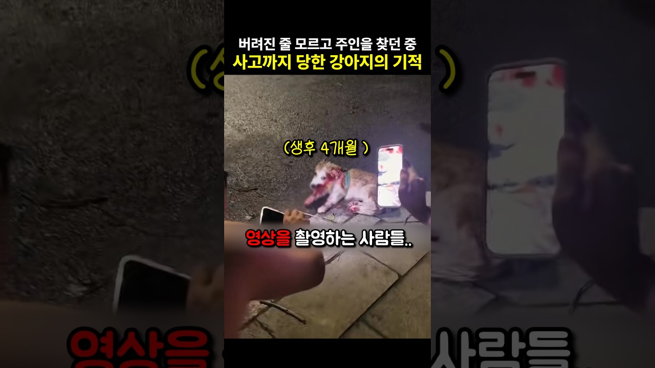 버려진 줄 모르고 주인을 기다리다 사고를 당한 강아지의 기적