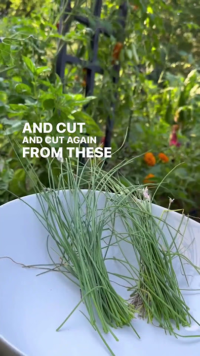 Never Buy Chives Again #kitchengarden #gardeningtips #gardenary