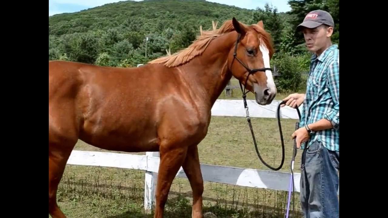 How To Teach A Horse To Side Pass YouTube