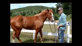 How To Teach A Horse To Side Pass