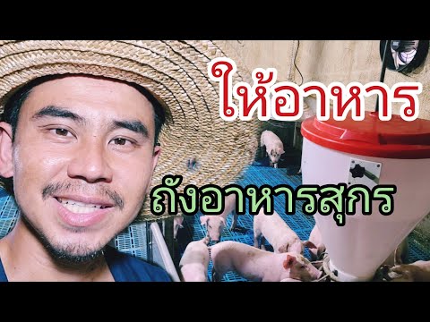 ถังอาหารสุกร การให้อาหาร การอนุบาลลูกสุกร EP.69