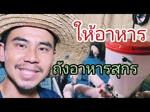 ถังอาหารสุกร   การให้อาหาร การอนุบาลลูกสุกร EP.69