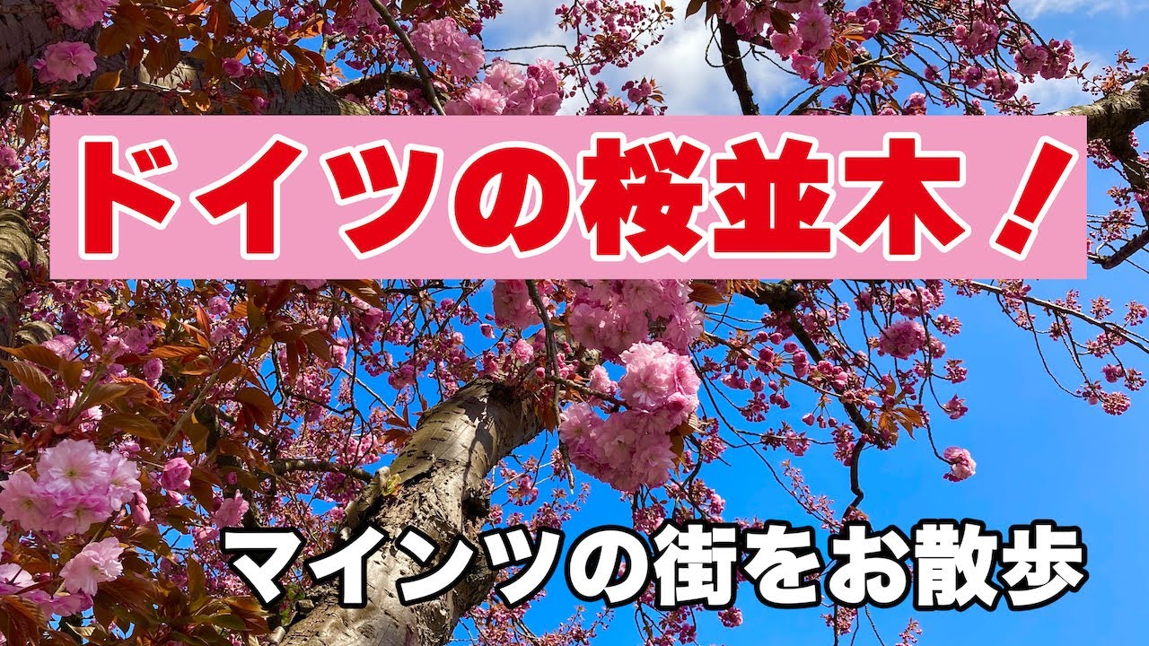 海外生活vlog ドイツ マインツの桜並木をお散歩 Youtube