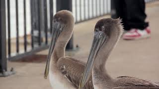 Module 2 Exercise: Bird Clips