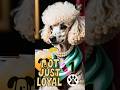 Cynophobia | What Fear of Dogs Reveals About Human History and Language