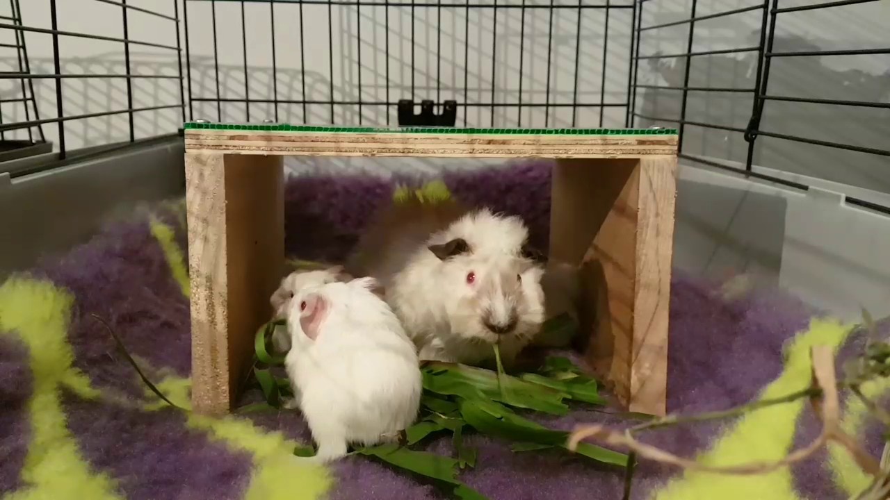 Penny, Patrick and the pups