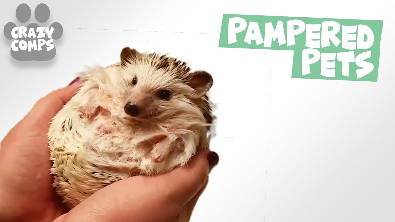 video phone beyonce mp3 Pampered Pets Compilation | Animals Living Their Best Life