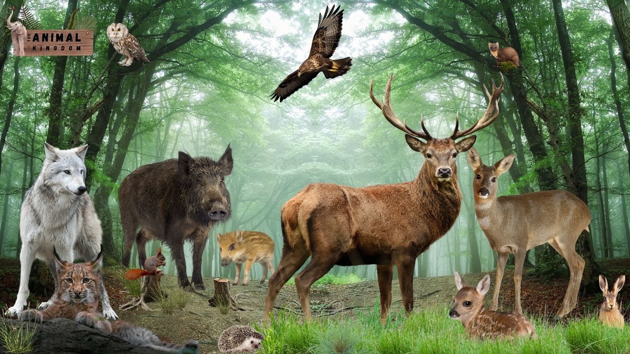 Learn European Forest Animals Names And Sounds YouTube Maxresdefault