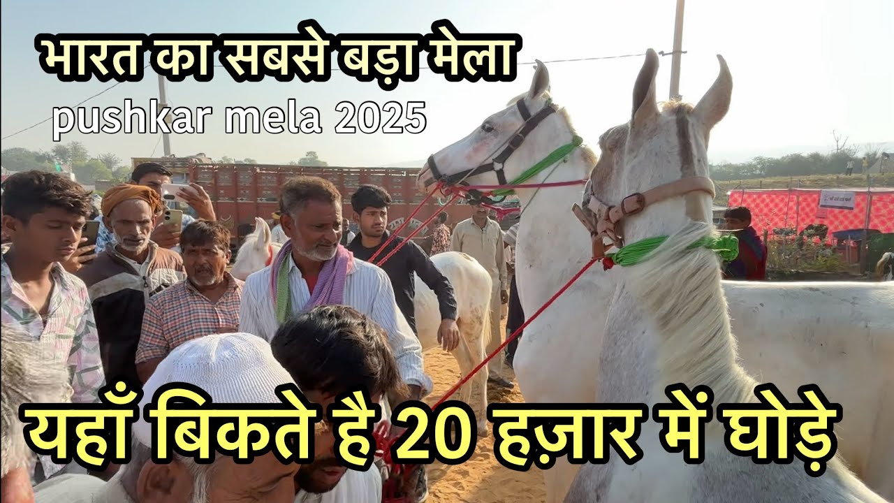 भारत का सबसे बड़ा पशु मेला यहाँ बिकते है 20 हजार में घोड़े | pushkar mela 2025