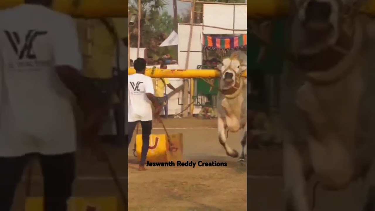 rk bulls vetapalem  rama