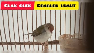 Download Lagu Clak clek cemblek lumut MP3 Download Lagu Clak clek cemblek lumut MP3