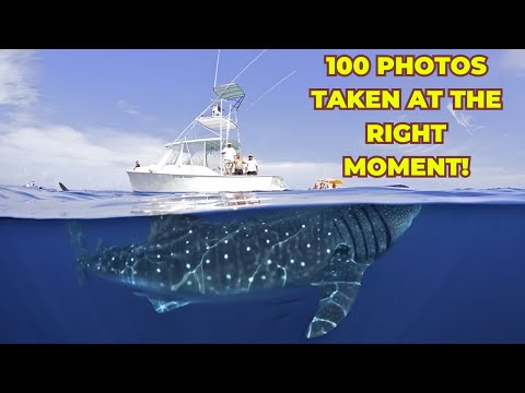 100 Photos Taken at the Right Moment!!!