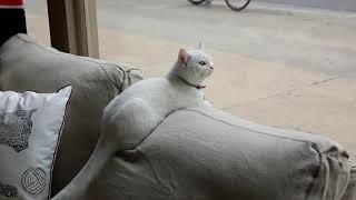 Cat Cafe by Thought Train 47 views 2 years ago 1 minute, 7 seconds