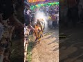 பர்கூர் கவுன்சிலர் நந்தி எக்ஸ்பிரஸ்🔱😈🥵💥#erthukattu #jallikattu #like #bull #comment #subscribe