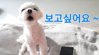 dog talking on the phone with family