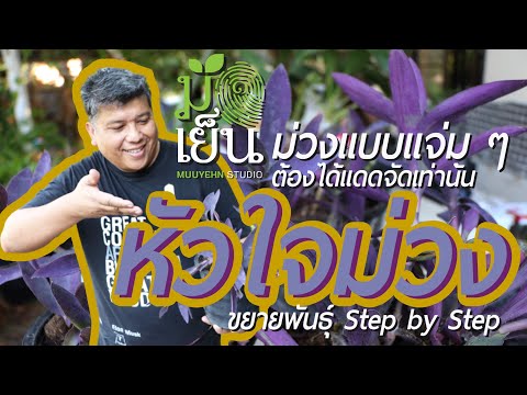 วีดีโอ: ความแรงภายในสีม่วง: คำอธิบายที่หลากหลาย คุณสมบัติการดูแล