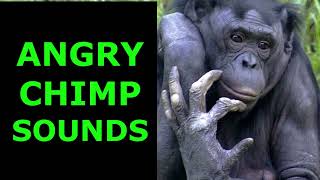 Angry Chimp Sounds(Satisfying)