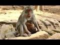 Poor Baby Monkey JANNA Painful On Wound | Baby NO WALKING | Jane Nurse and Warming | Monkey Crying