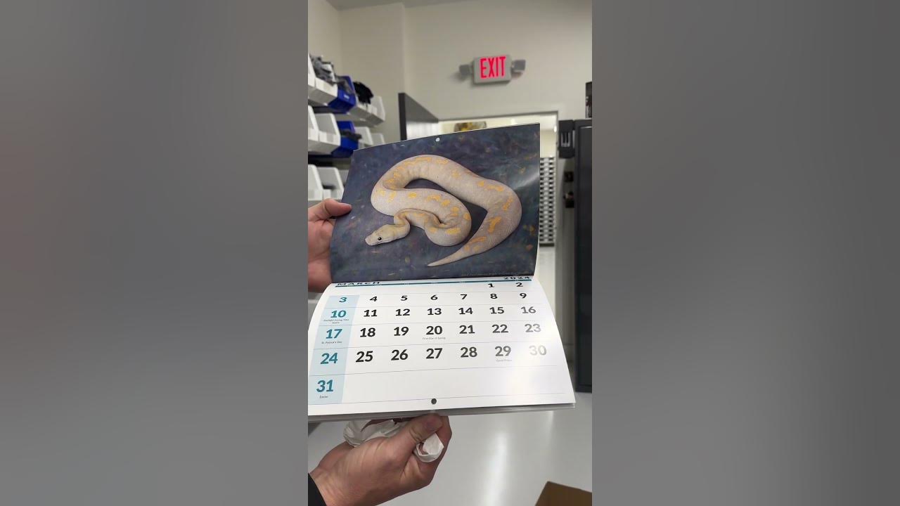 2024 Ball Python Calendars Are Here! animals pets reptiles snake 