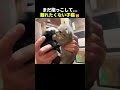 離れたくない子猫の結末が可愛すぎた