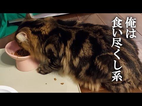 食い尽くし系サイベリアン子猫