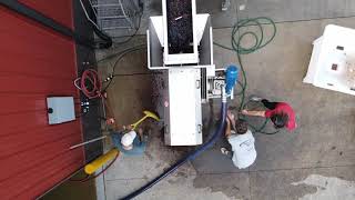 Crushing Grapes at Vines & Rushes Winery