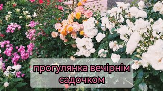 Які троянди зараз найкрасивіші 🌹🌹🌹Прогулянка вечірнім садочком. Запрошую в гості ❤️💛💙