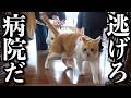 病院がイヤすぎて大騒ぎな猫