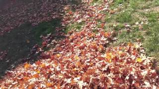 Koda loves the leaves by Justin 105 views 7 years ago 41 seconds