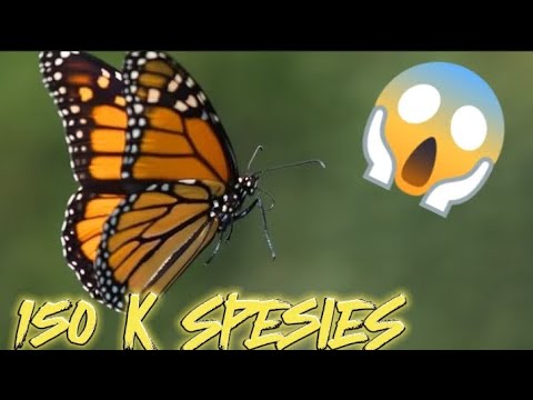 Video: Apollo butterfly: fakta dan deskripsi menarik