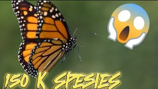 FAKTA & KEBIASAAN KUPU-KUPU l EduKidHub Channel